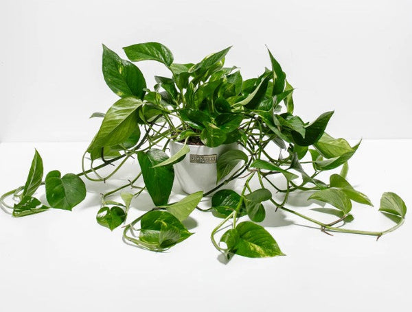 Pothos Light Need