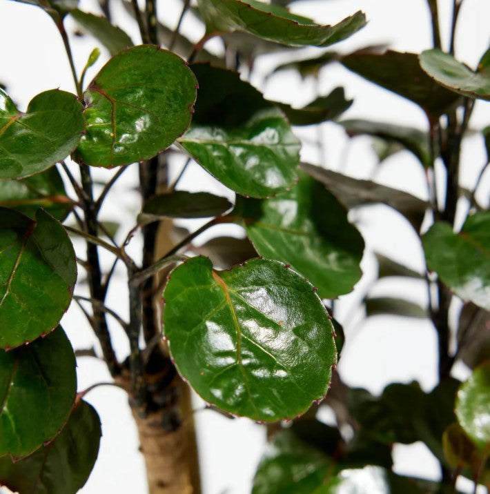 Aralia Fabian Care: How to Care for an Aralia Fabian the Right Way  Hey  Rooted