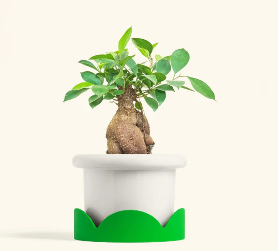 Ficus Microcarpa Ginseng Care