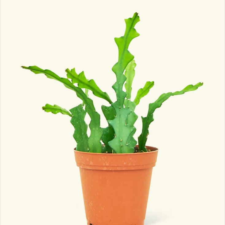 Fishbone Cactus Propagation: A Step-by-Step Guide