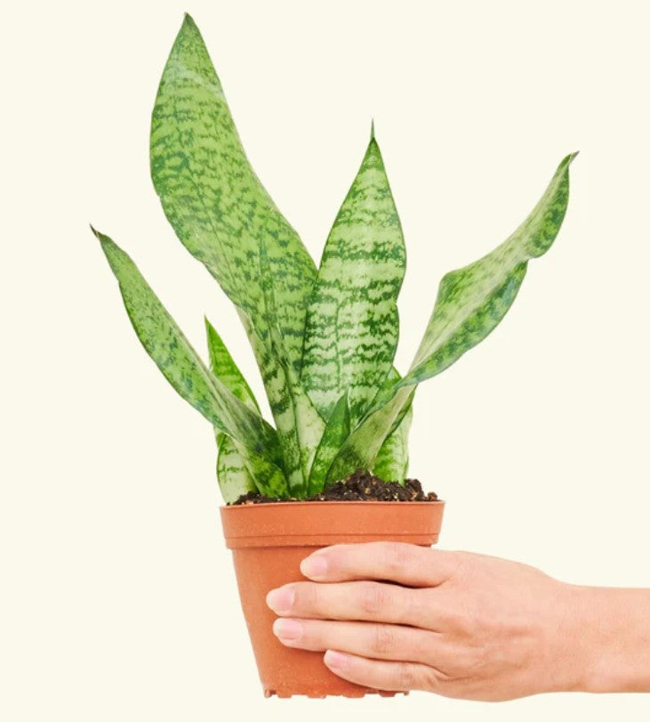 How to Trim a Snake Plant