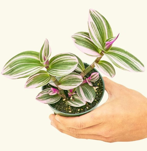 Wandering Jew Light Requirements: Everything You Need to Know  Hey Rooted