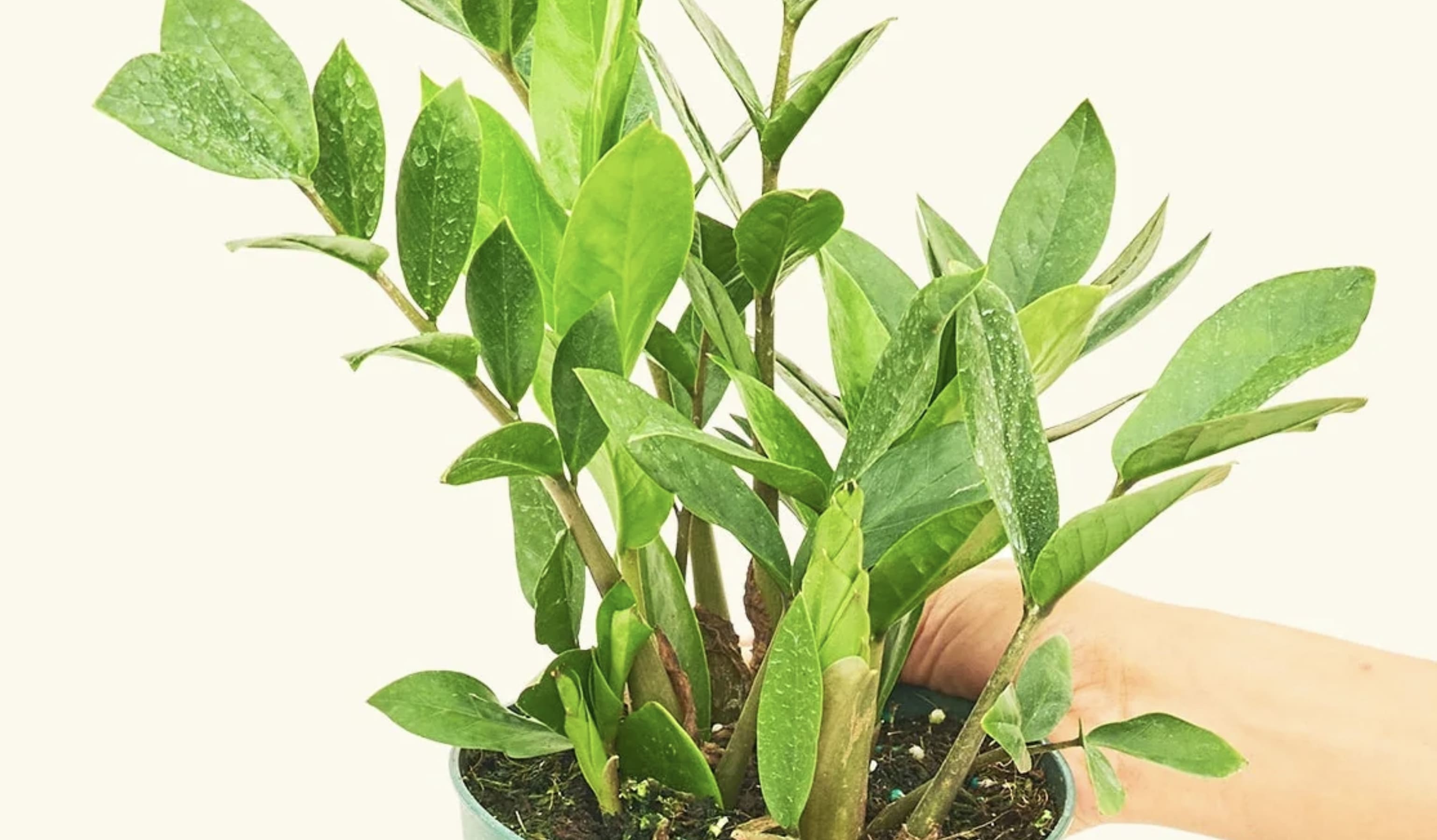 indoor pot plant pots LE TAUCI 12 Inch Pot for Plants, Ceramic Large Planter for Indoor Plan –  LETAUCI