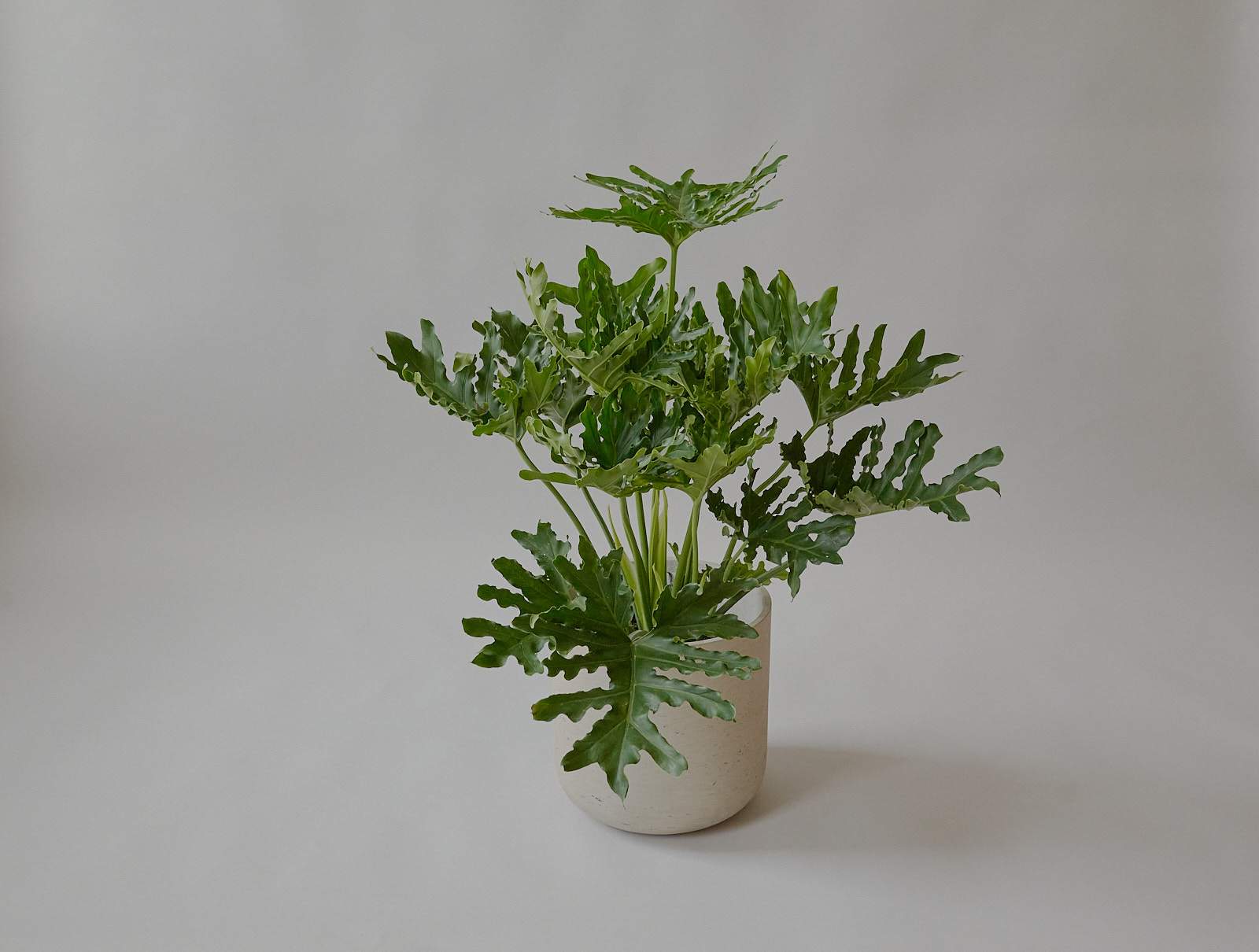 dracaena for sale Dracaena Marginata 'Sunshine' | Indoor Plant | Tropical Plant | Potted  Plant main image 0