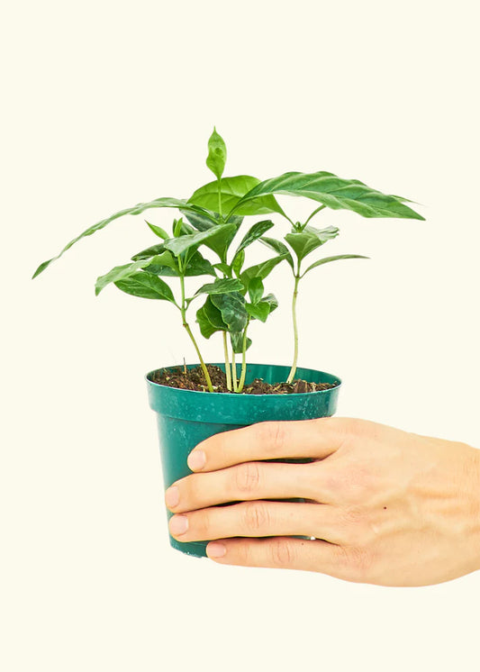 Coffee Plant in a 4 inches grow pot