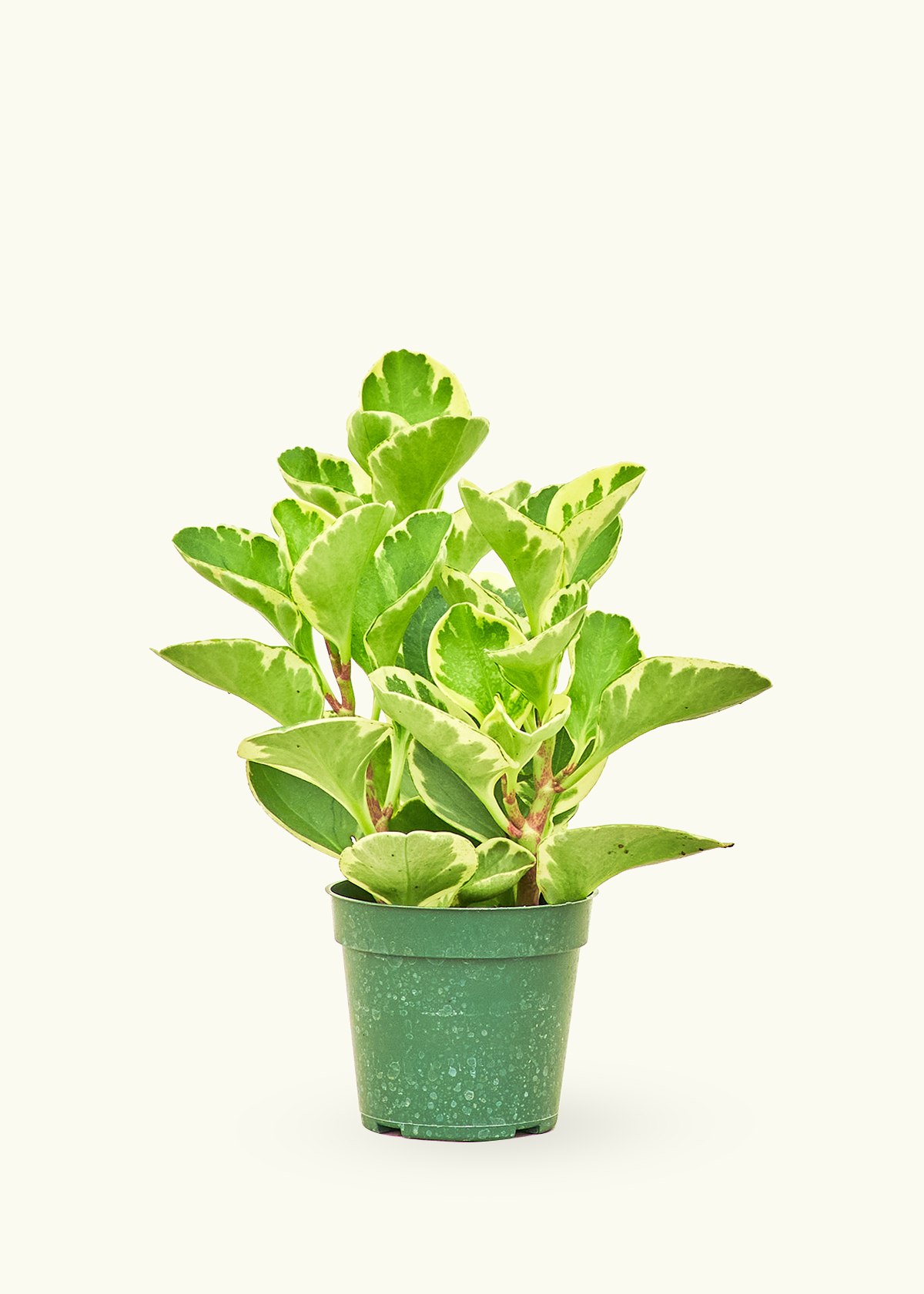 is a rubber plant a succulent Variegated Baby Rubber Plant