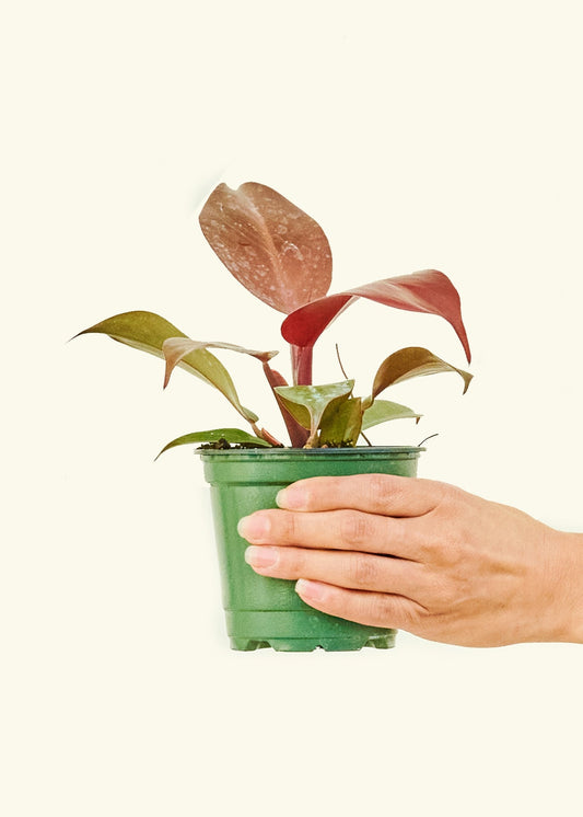 Philodendron 'Imperial Red' in a 4 inches grow pot