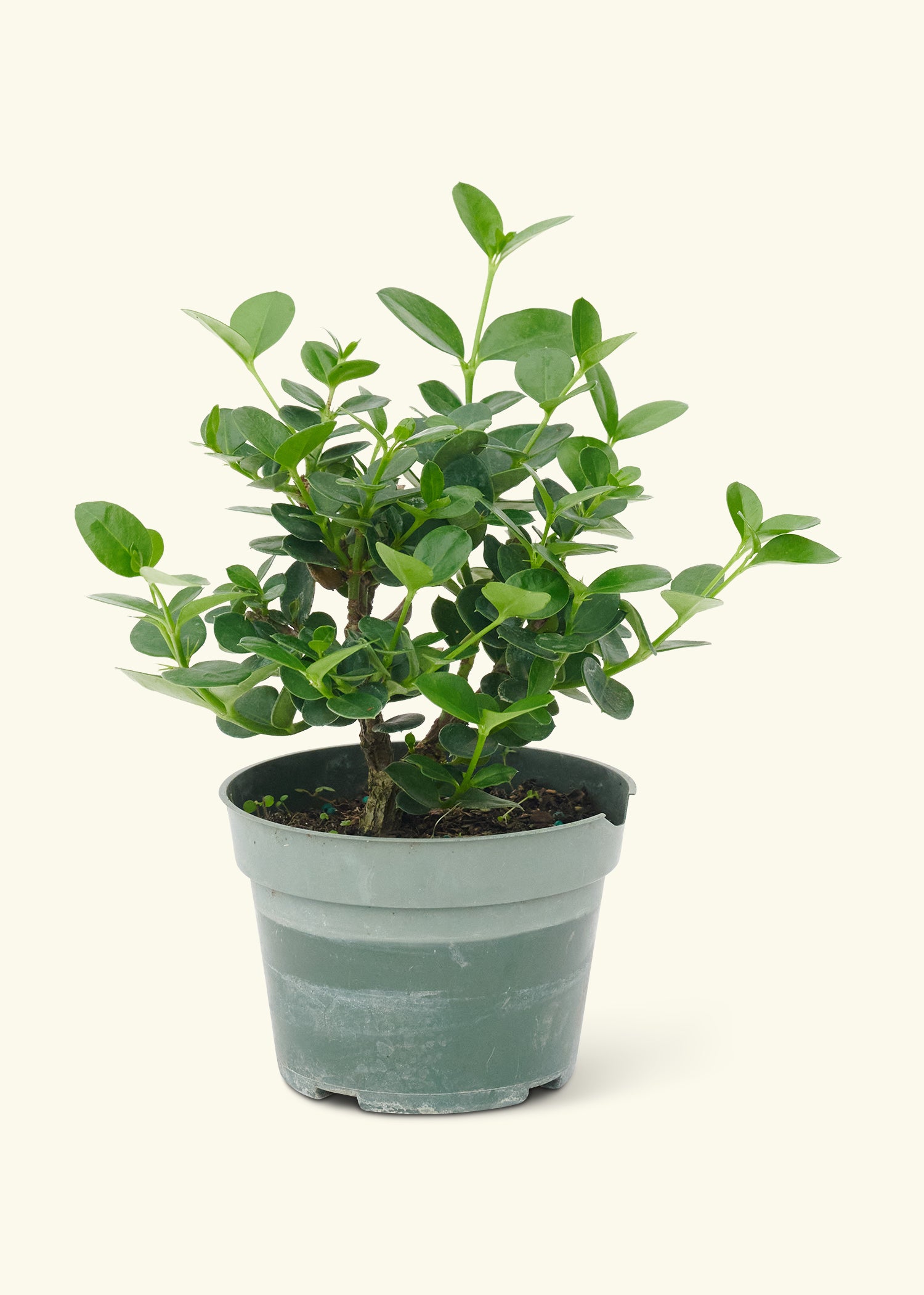 natal plum bonsai tree Dwarf Natal Plum, Small – Hey Rooted