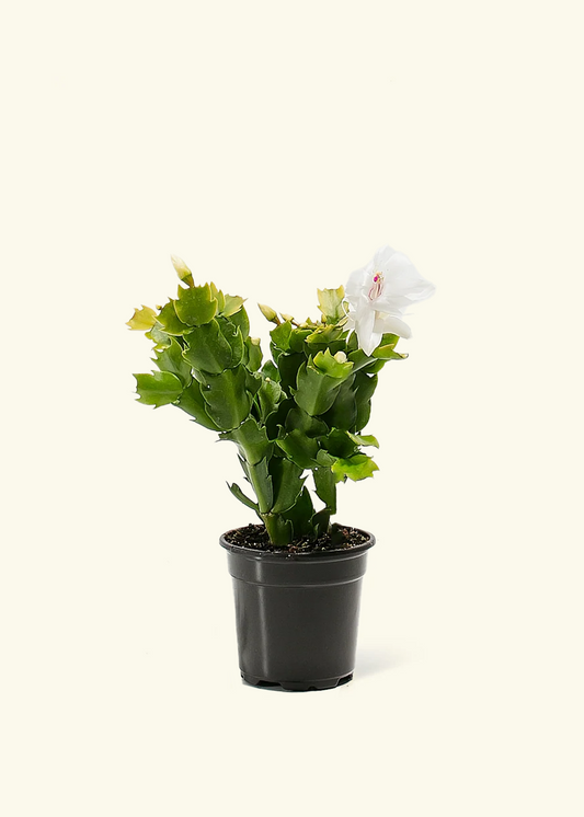 White Christmas Cactus, Small