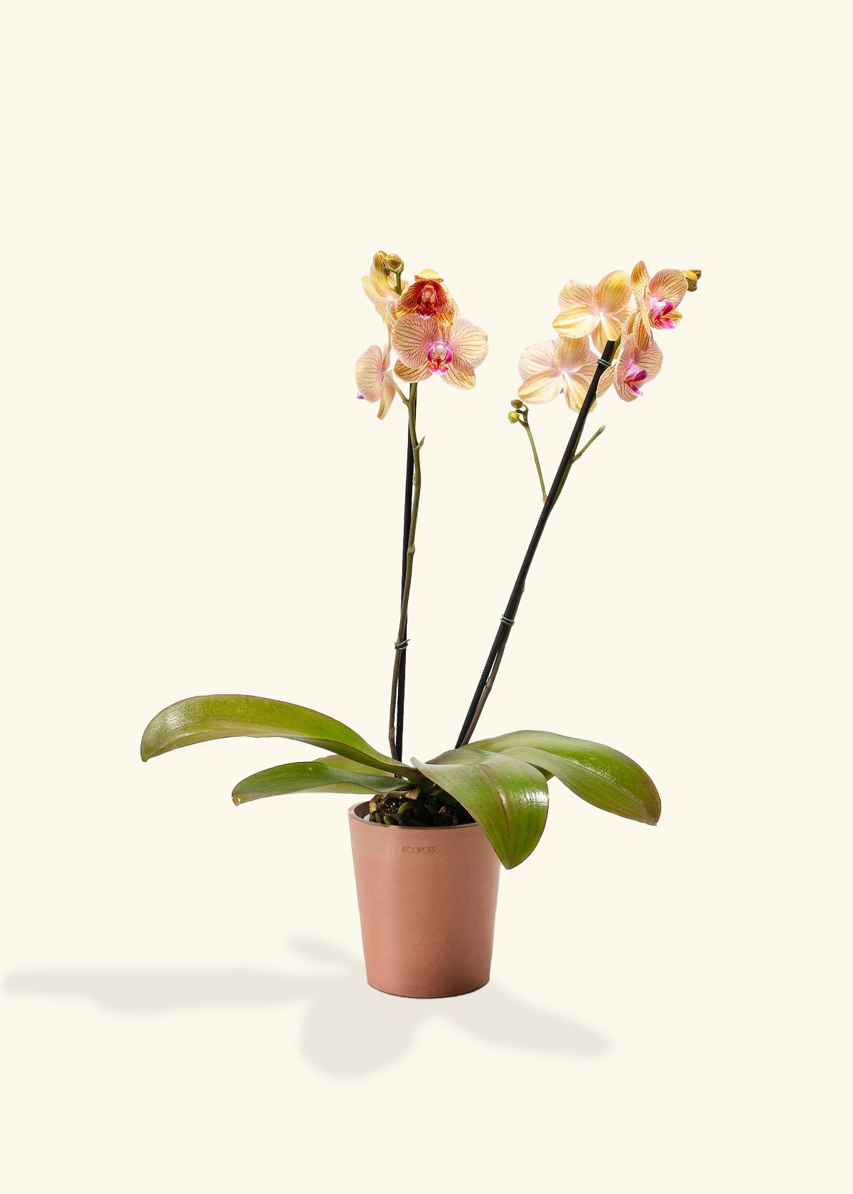 Arcadia Phalaenopsis Orchid, Medium
