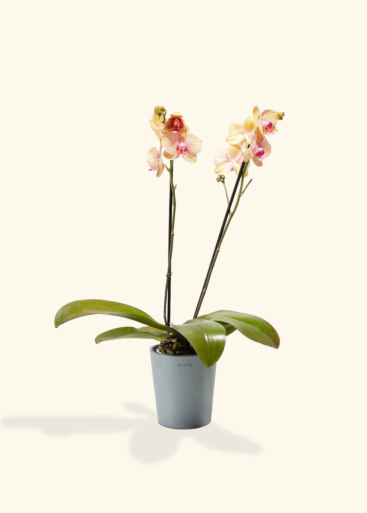 Arcadia Phalaenopsis Orchid, Medium