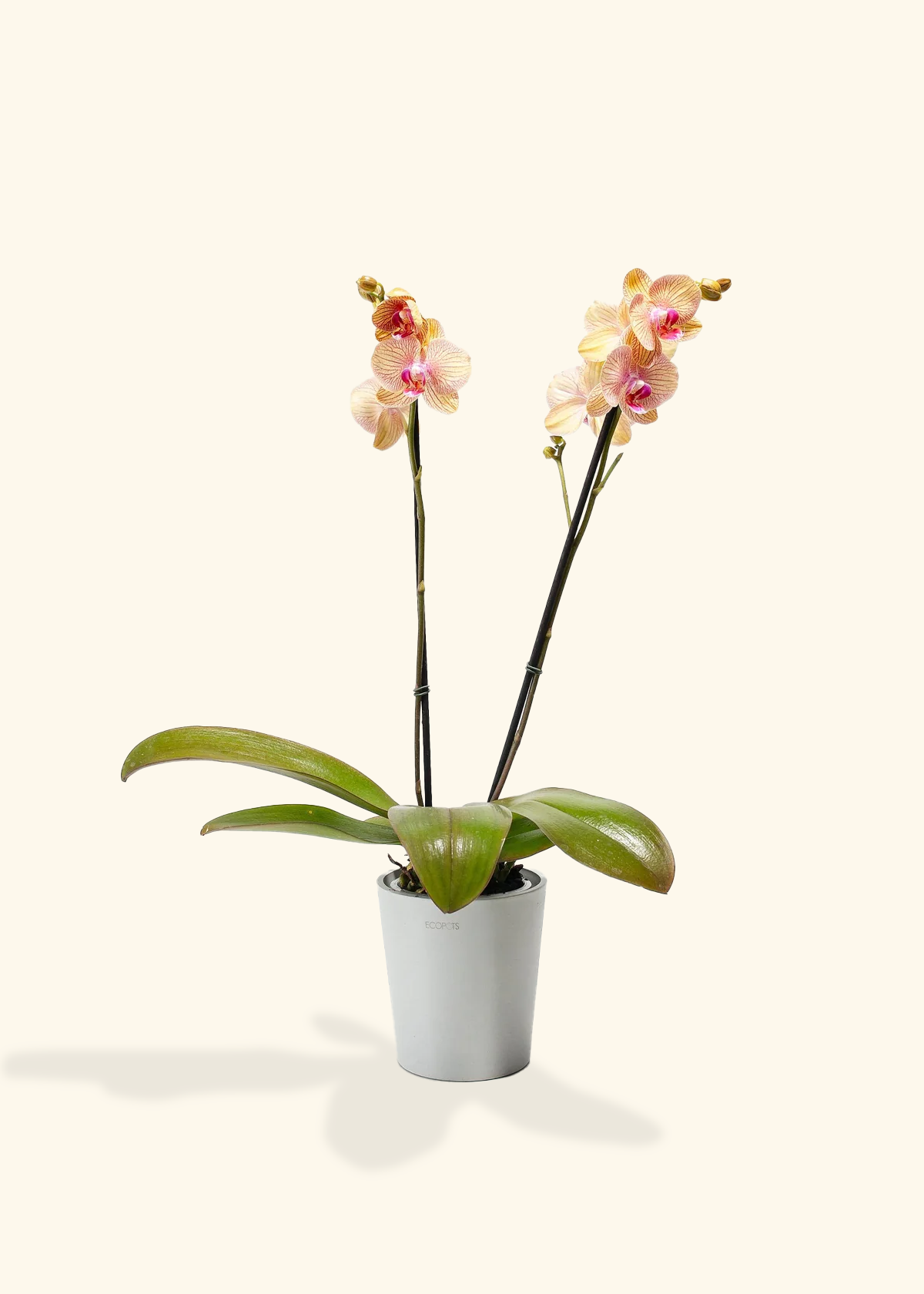 Arcadia Phalaenopsis Orchid, Medium