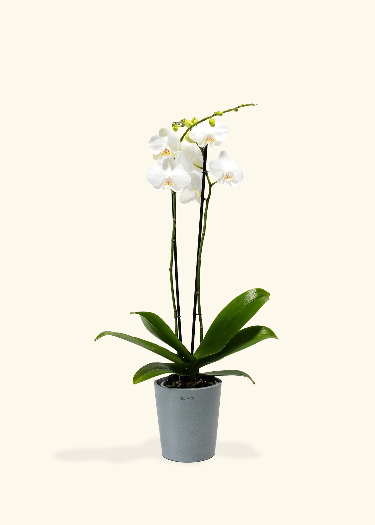 White Orchid, Medium
