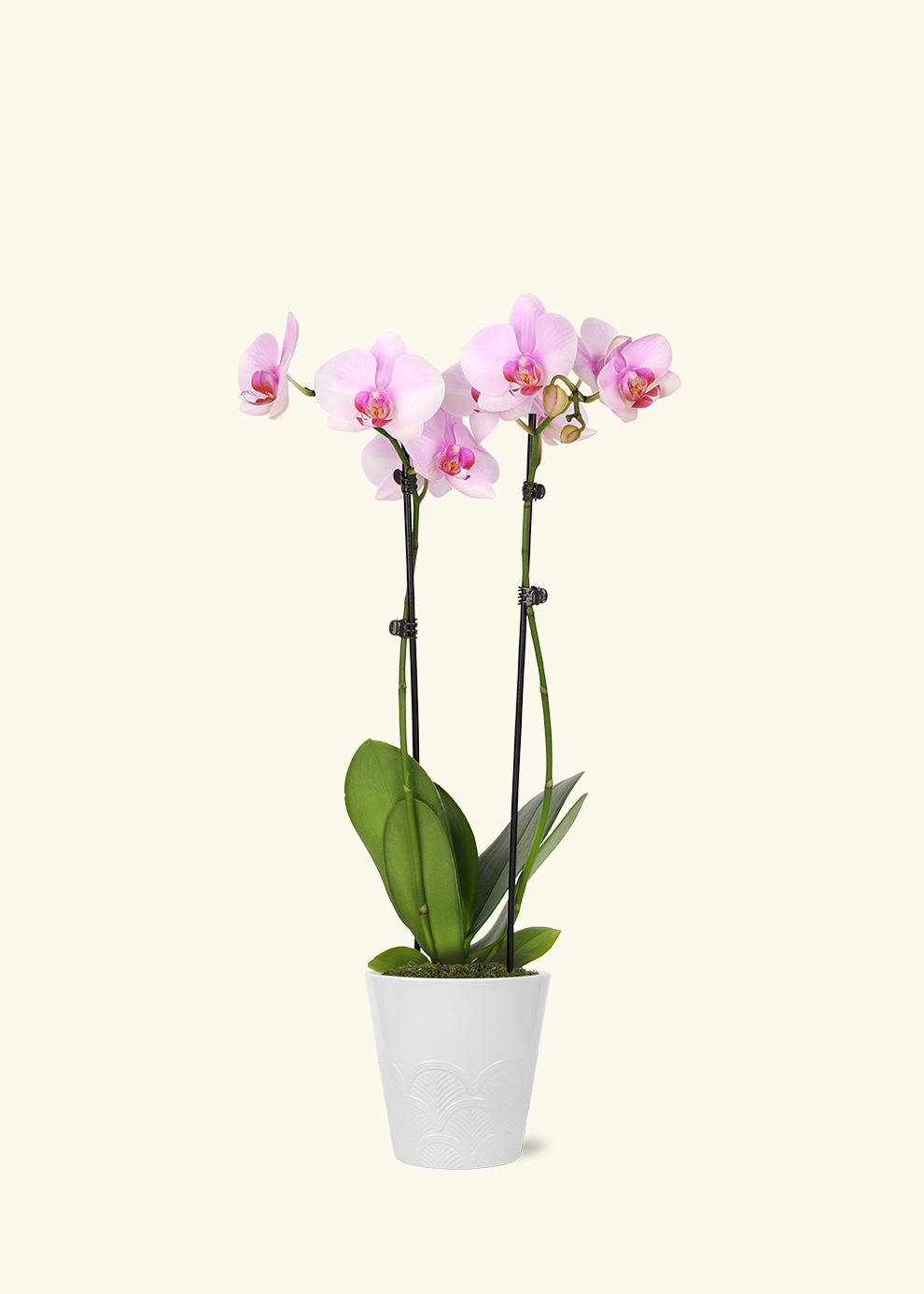 Light Pink Orchid