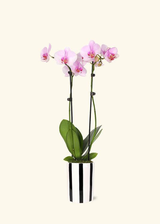 Light Pink Orchid