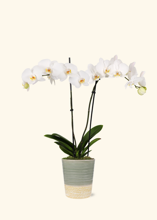 White Orchid