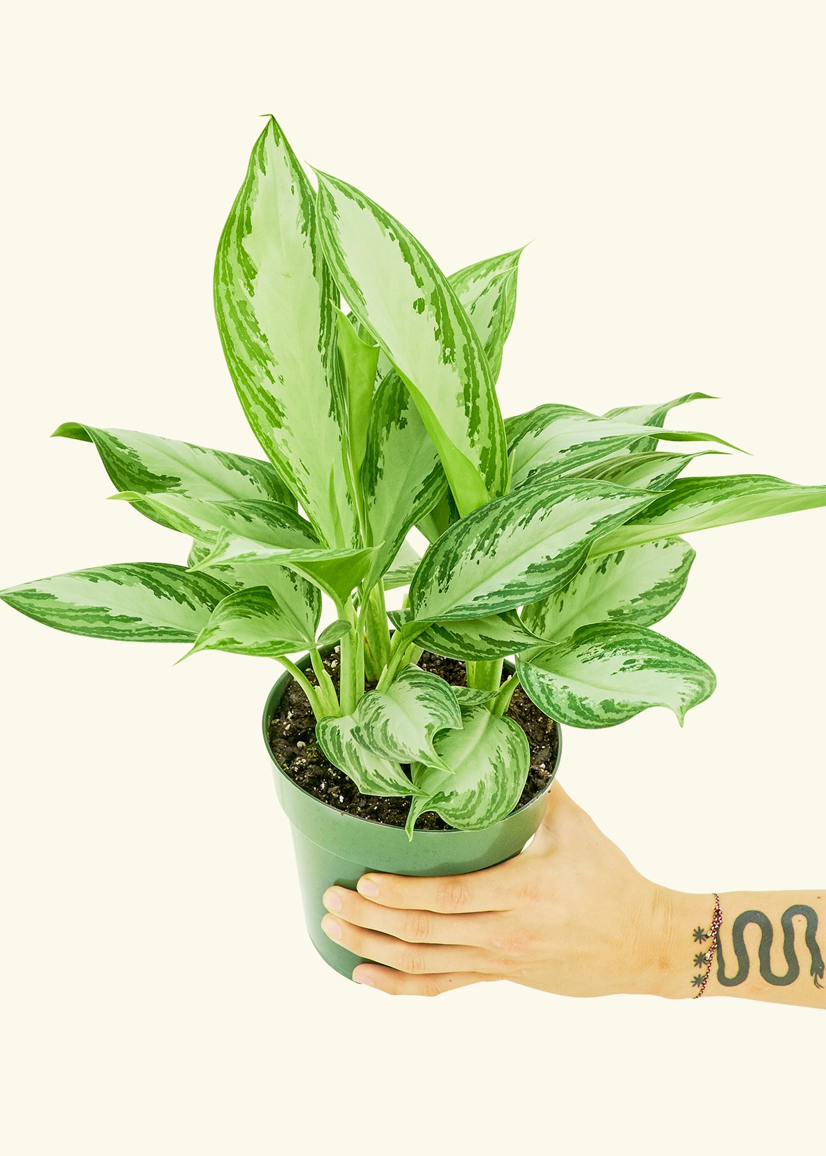 Chinese Evergreen, Medium