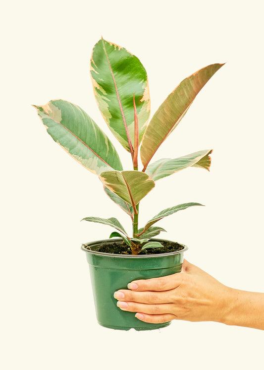 Ficus Tineke in a 6 inches grow pot