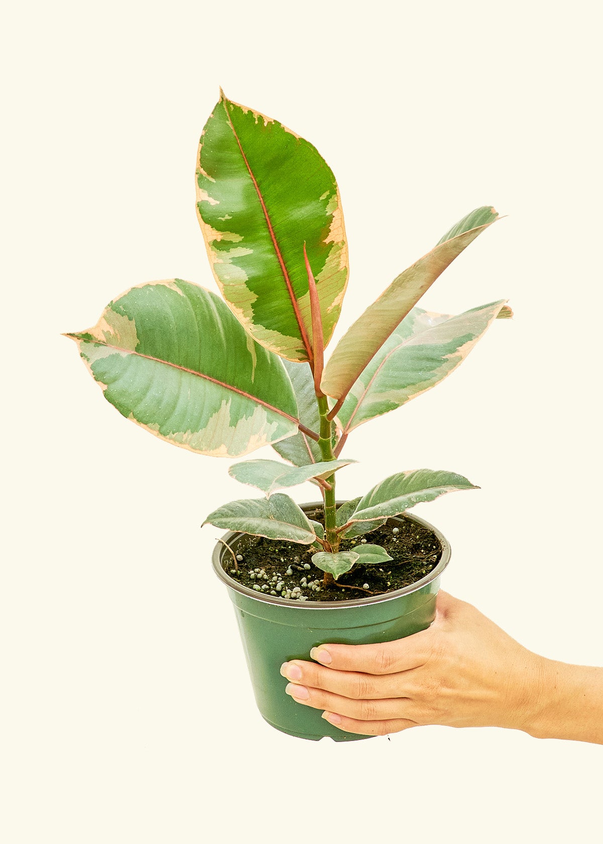 Ficus Tineke in a 6 inches grow pot