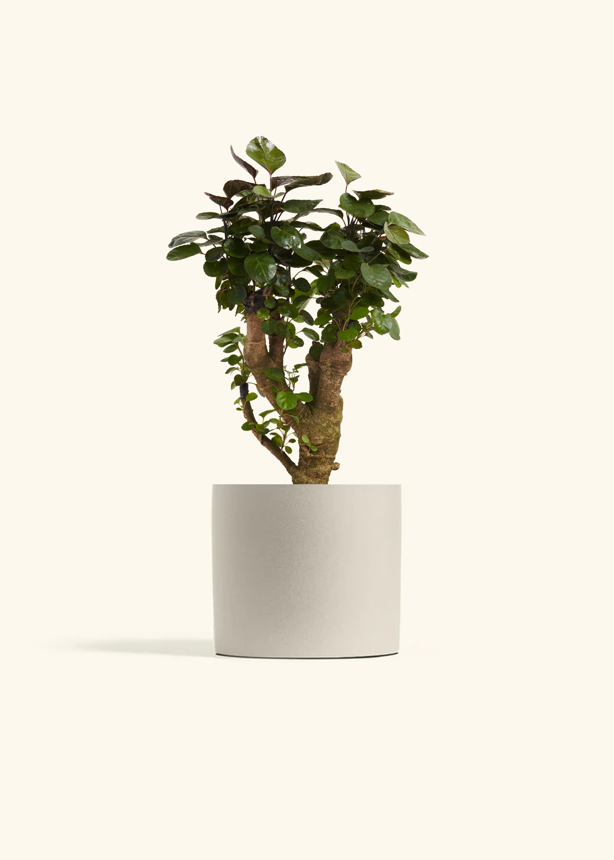 Aralia Fabian Stump, Medium