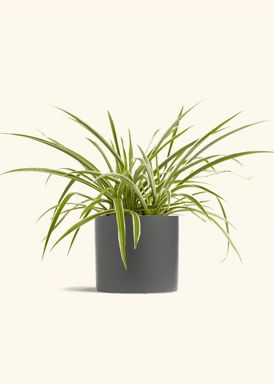 Spider Plant 'Reverse', Medium