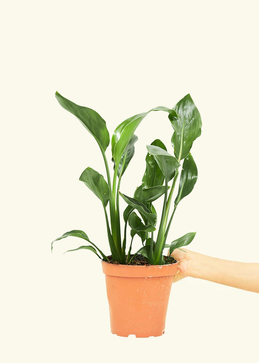 Orange Bird of Paradise, Medium