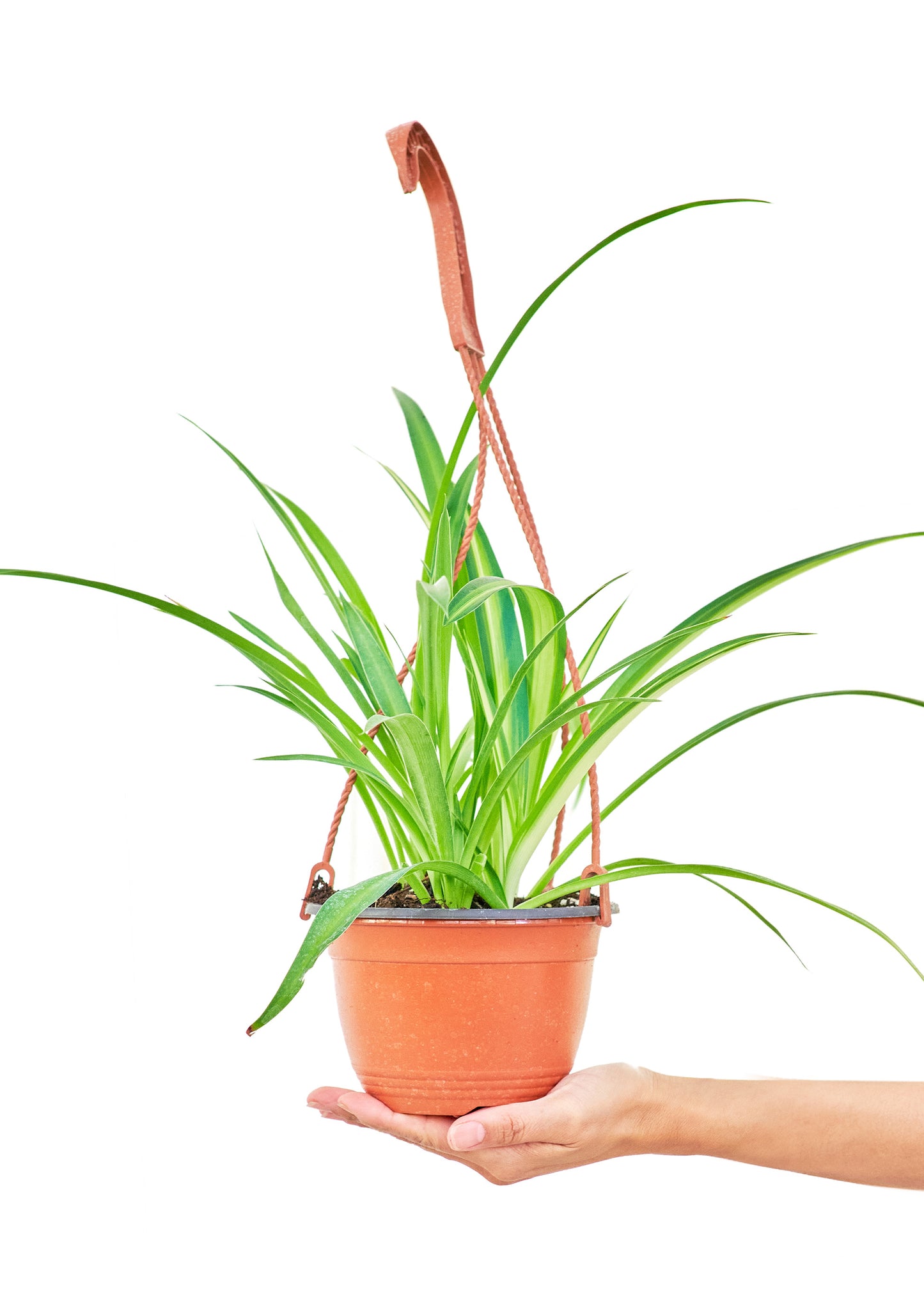Spider Plant Reverse in a 6 inches grow pot