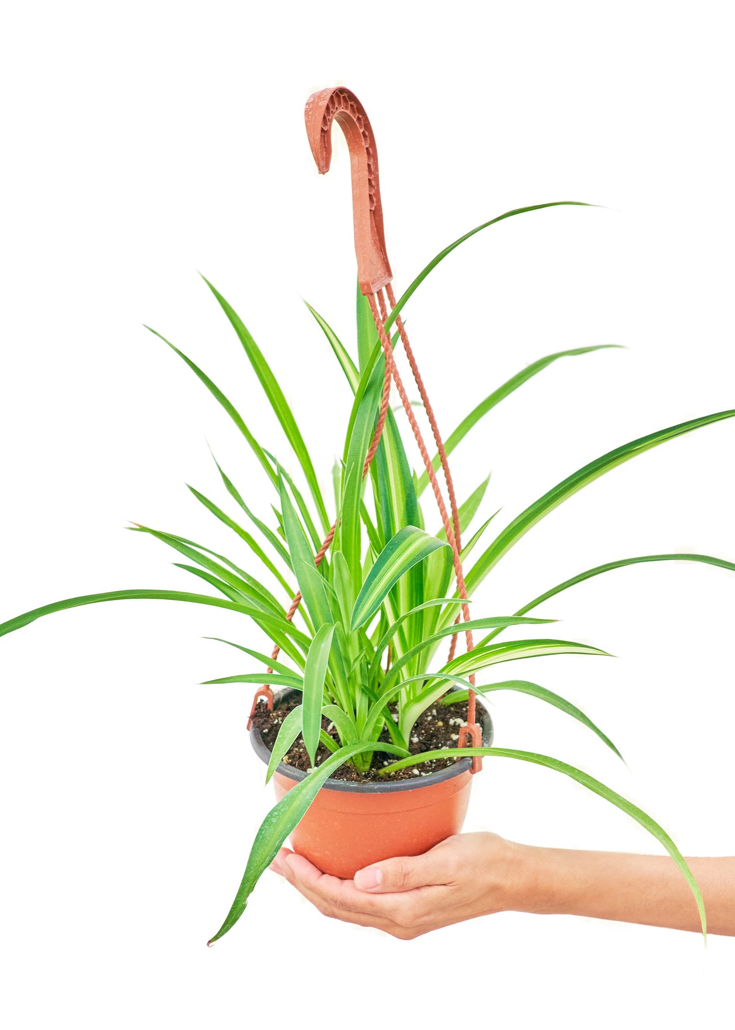 Spider Plant Reverse in a 6 inches grow pot