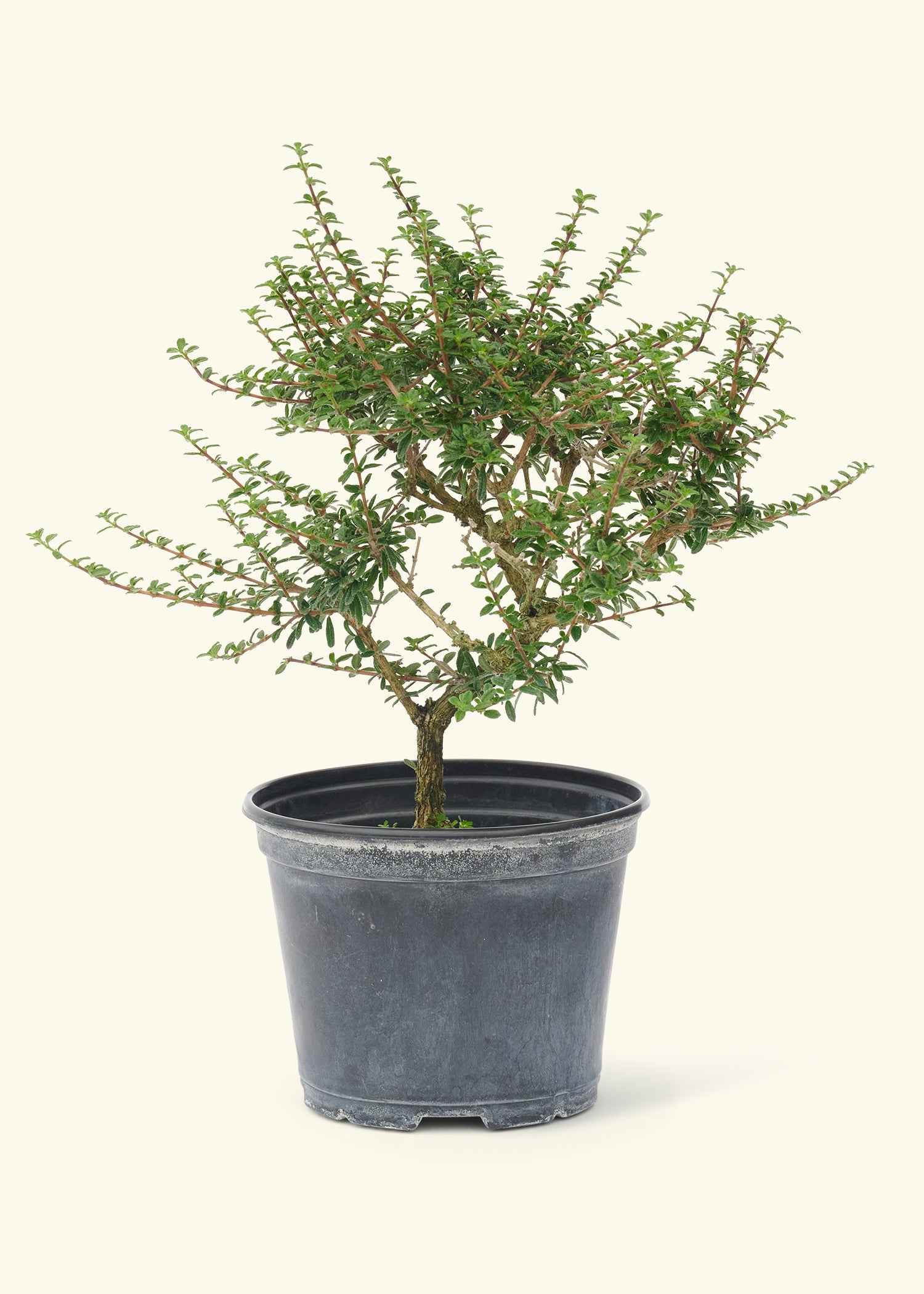 bonsai berry tree Bahama Berry, Small