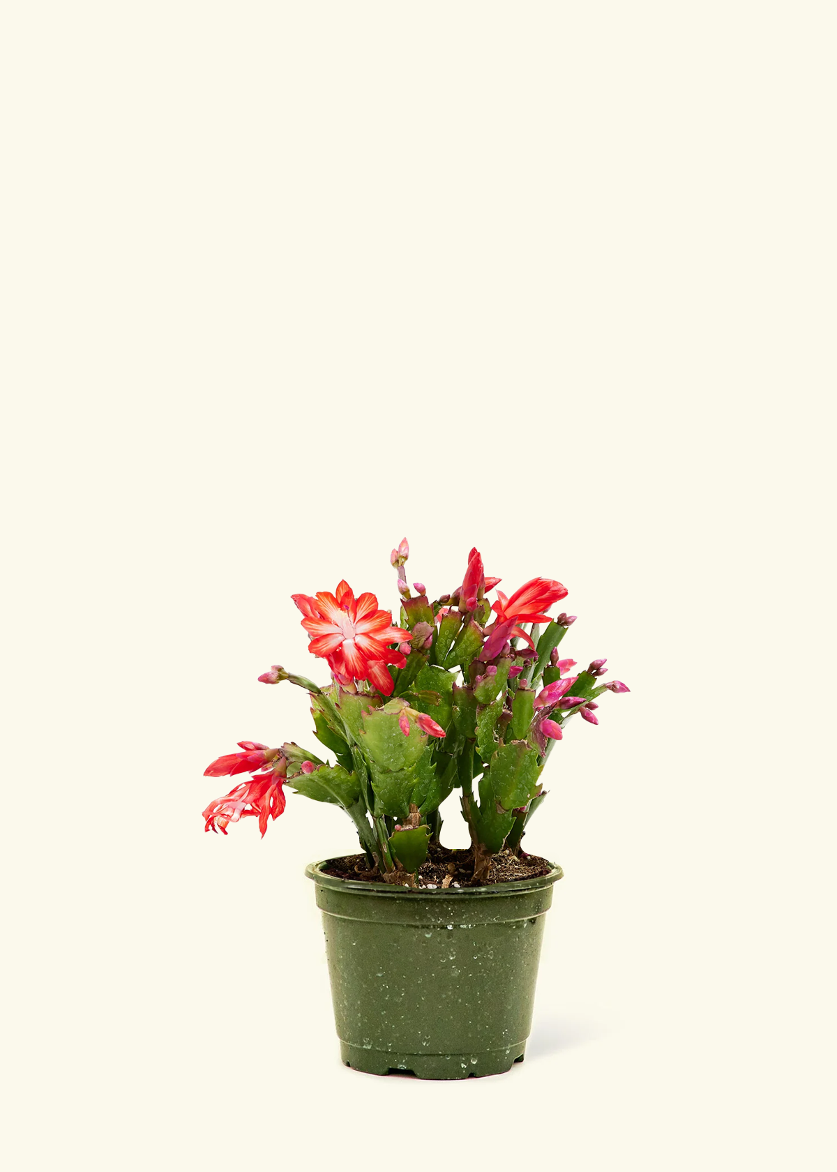 Red Christmas Cactus