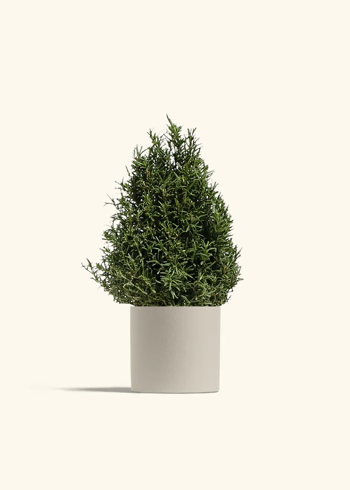 Rosemary Christmas Tree, Medium