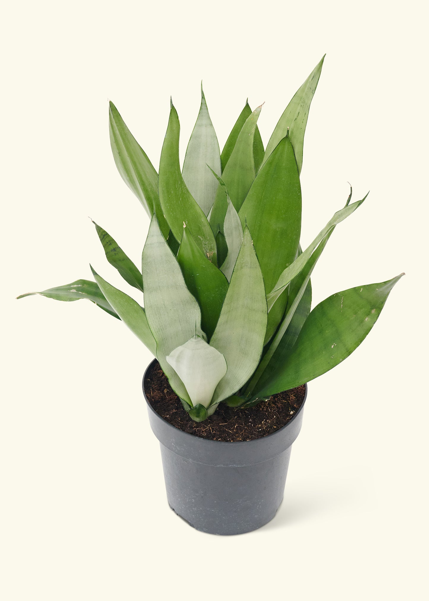 Moonshine Snake Plant in a 8 inches grow pot