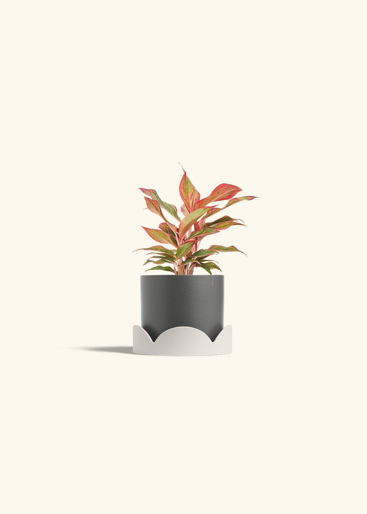 Classic Planter Tray Combo, Charcoal
