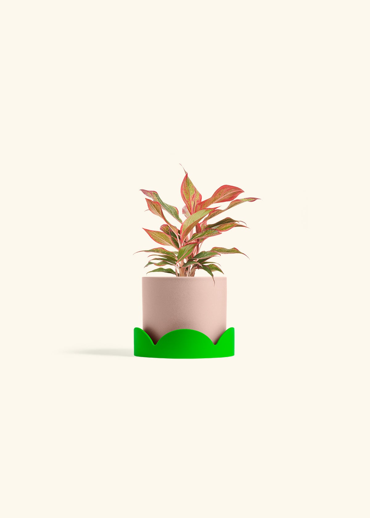 Classic Planter Tray Combo, Rose Pink