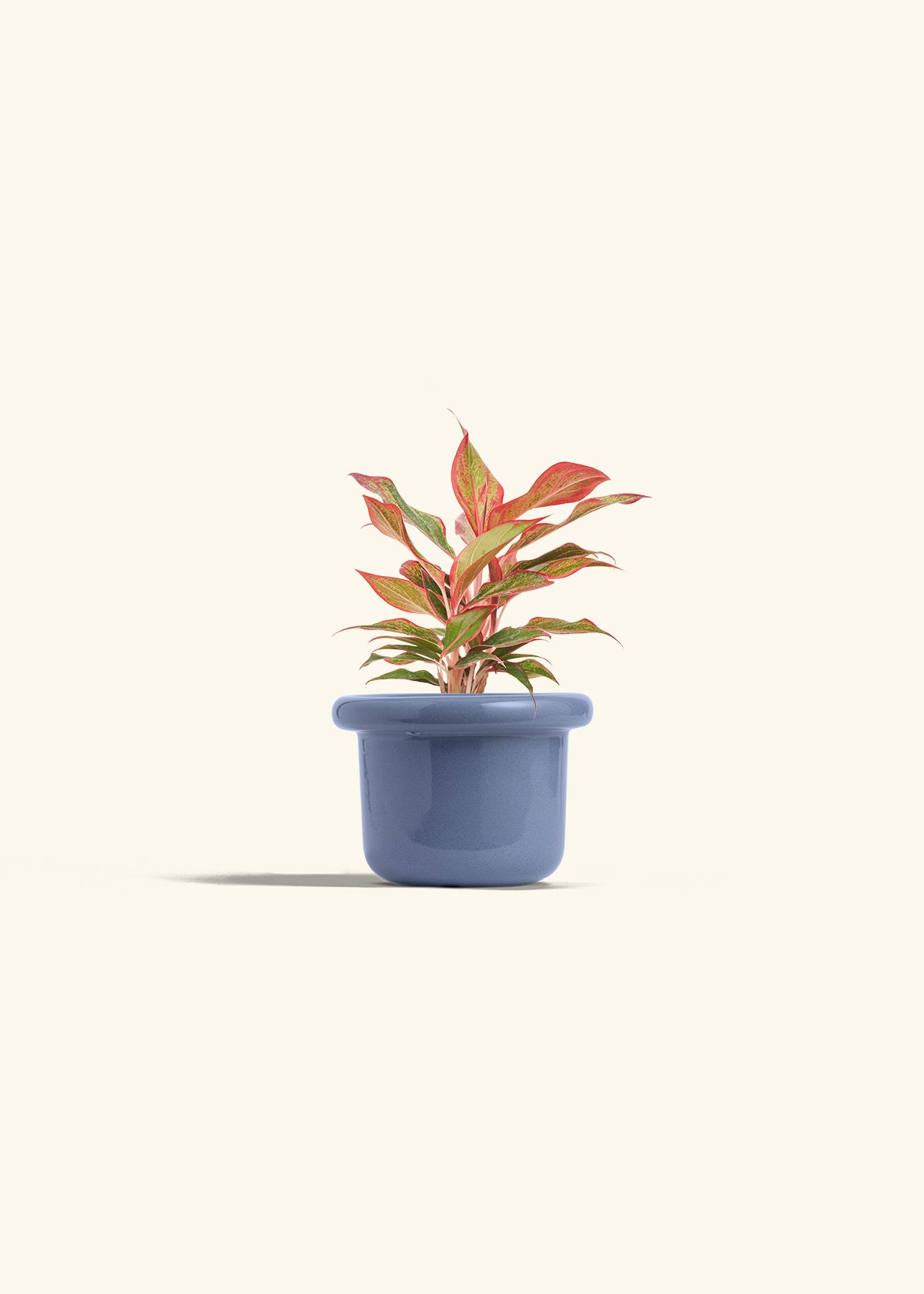Red Chinese Evergreen in a 4 inches Fat Lip Blue Planter
