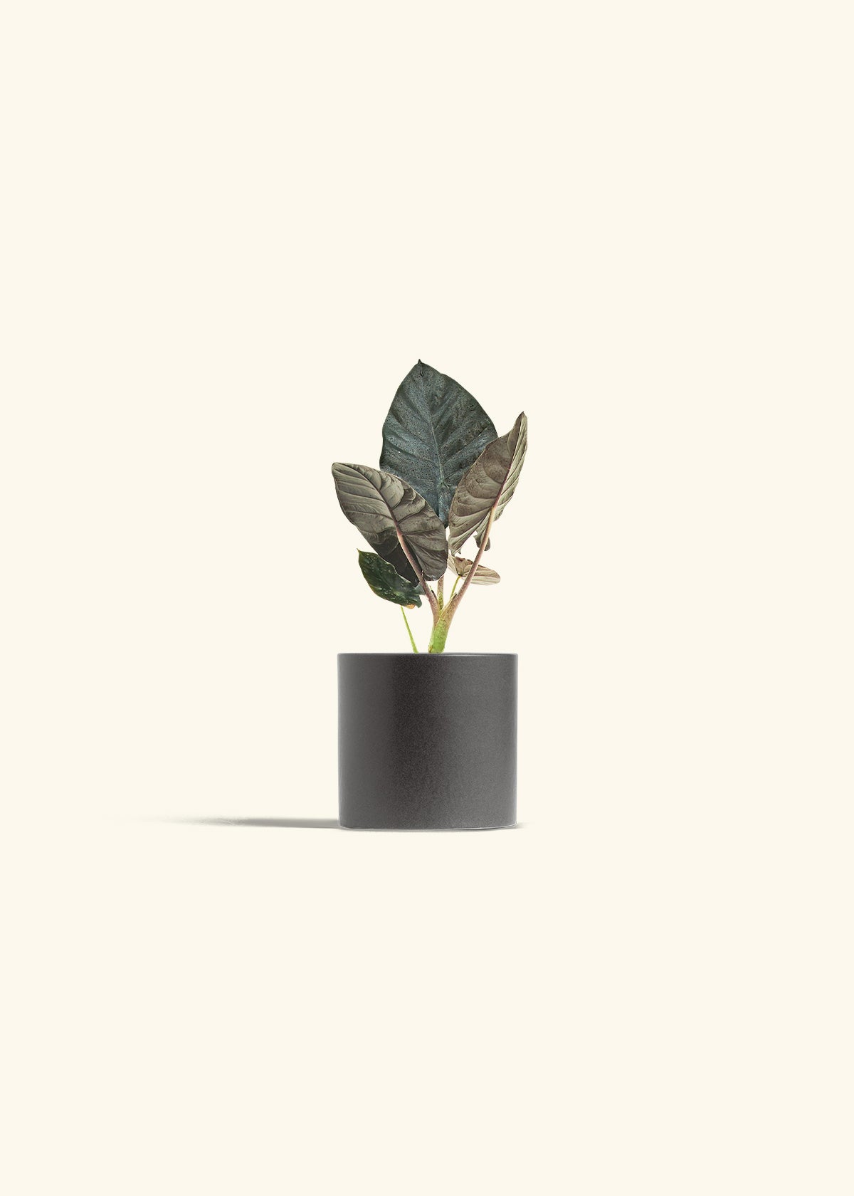 Alocasia Black Panther in a 4 inches Charcoal Classic Cylinder Planter