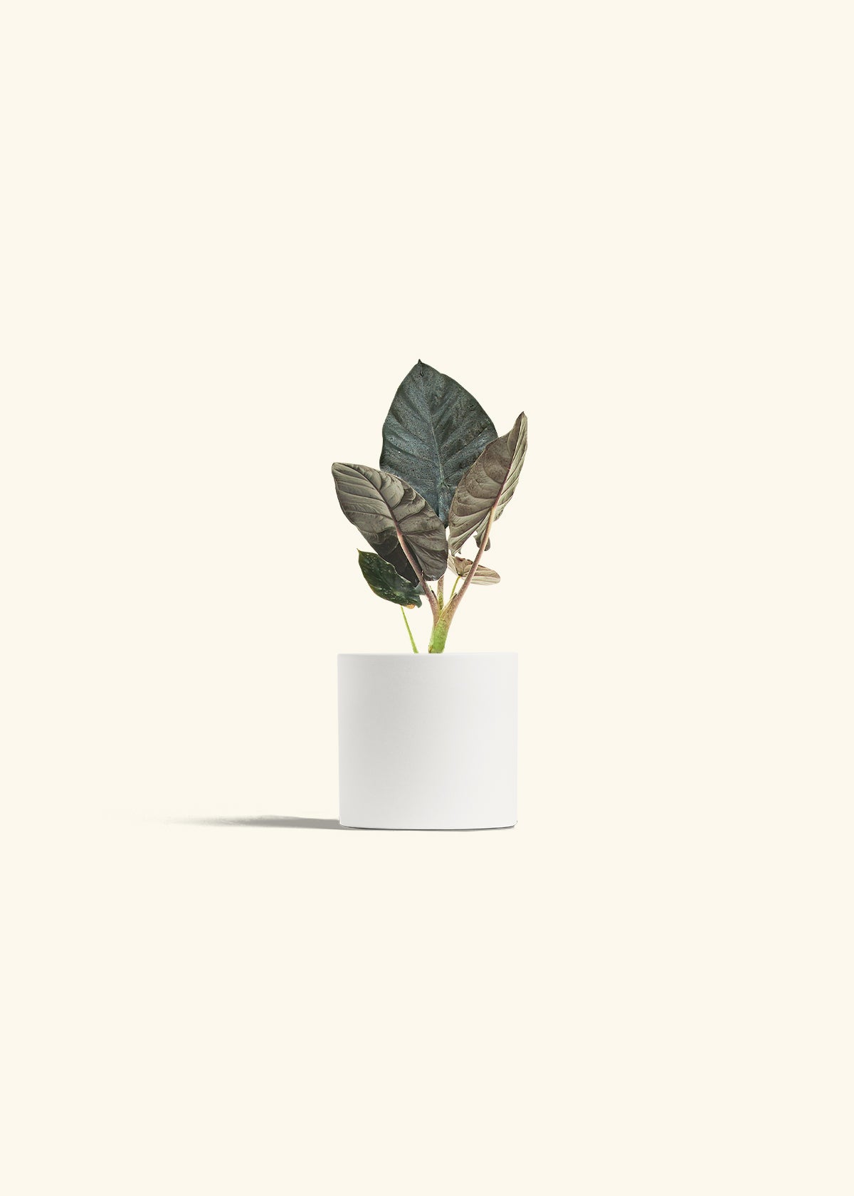 Alocasia Black Panther in a 4 inches White Classic Cylinder Planter