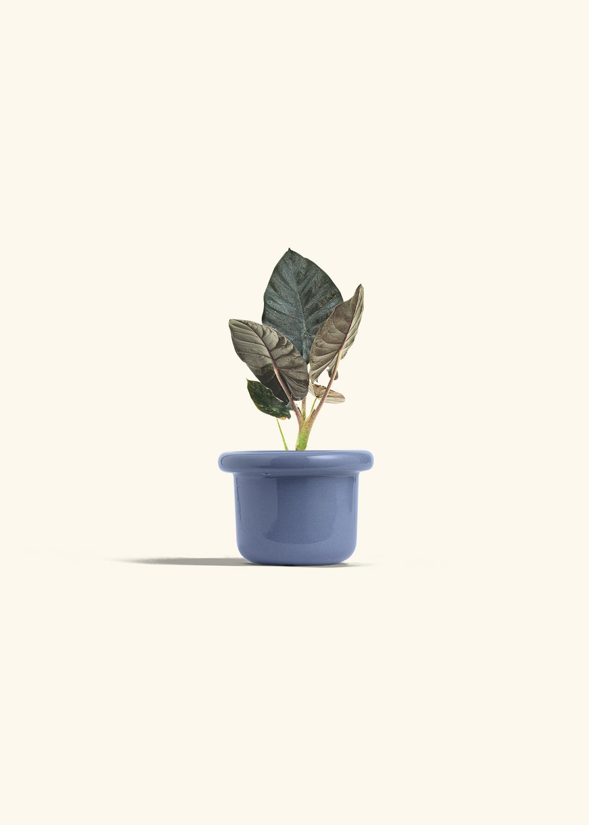 Alocasia Black Panther in a 4 inches Fat Lip Blue Planter