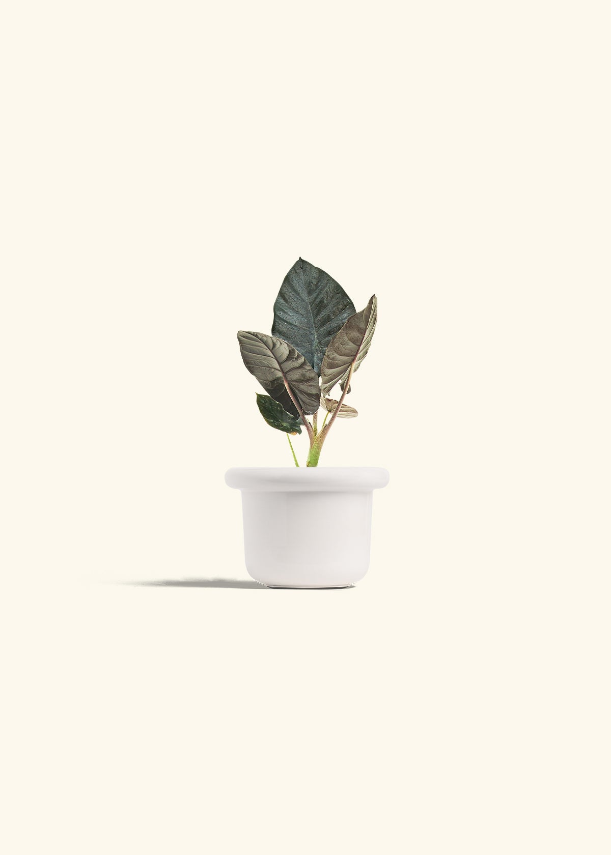 Alocasia Black Panther in a 4 inches Fat Lip White Planter