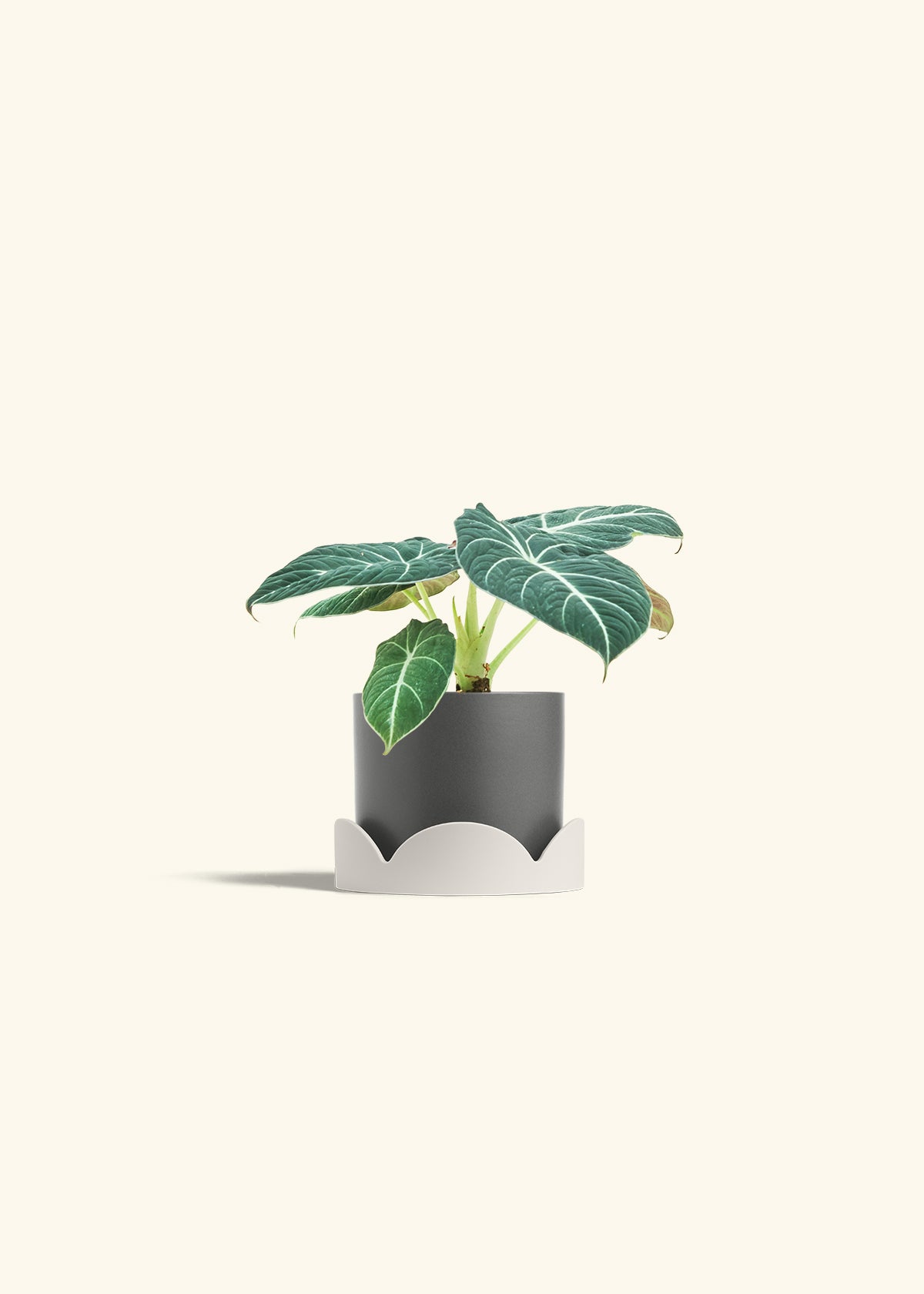 Alocasia Black Velvet in a 4 inches Charcoal Classic Cylinder Planter