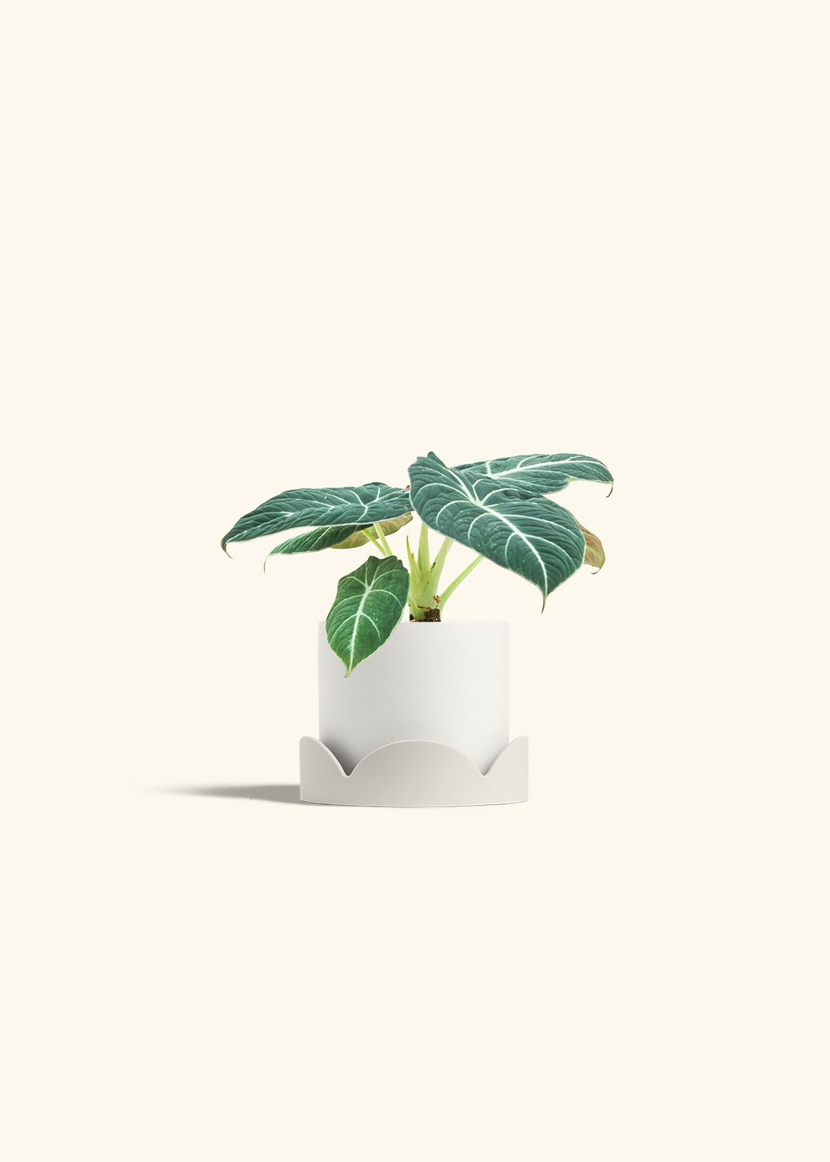 Alocasia Black Velvet in a 4 inches White Classic Cylinder Planter