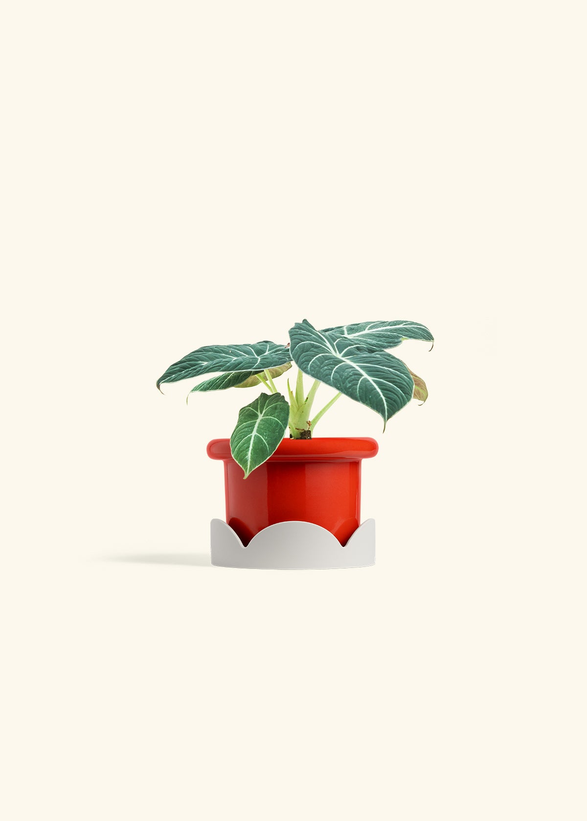 Alocasia Black Velvet in a 4 inches Fat Lip Red Planter