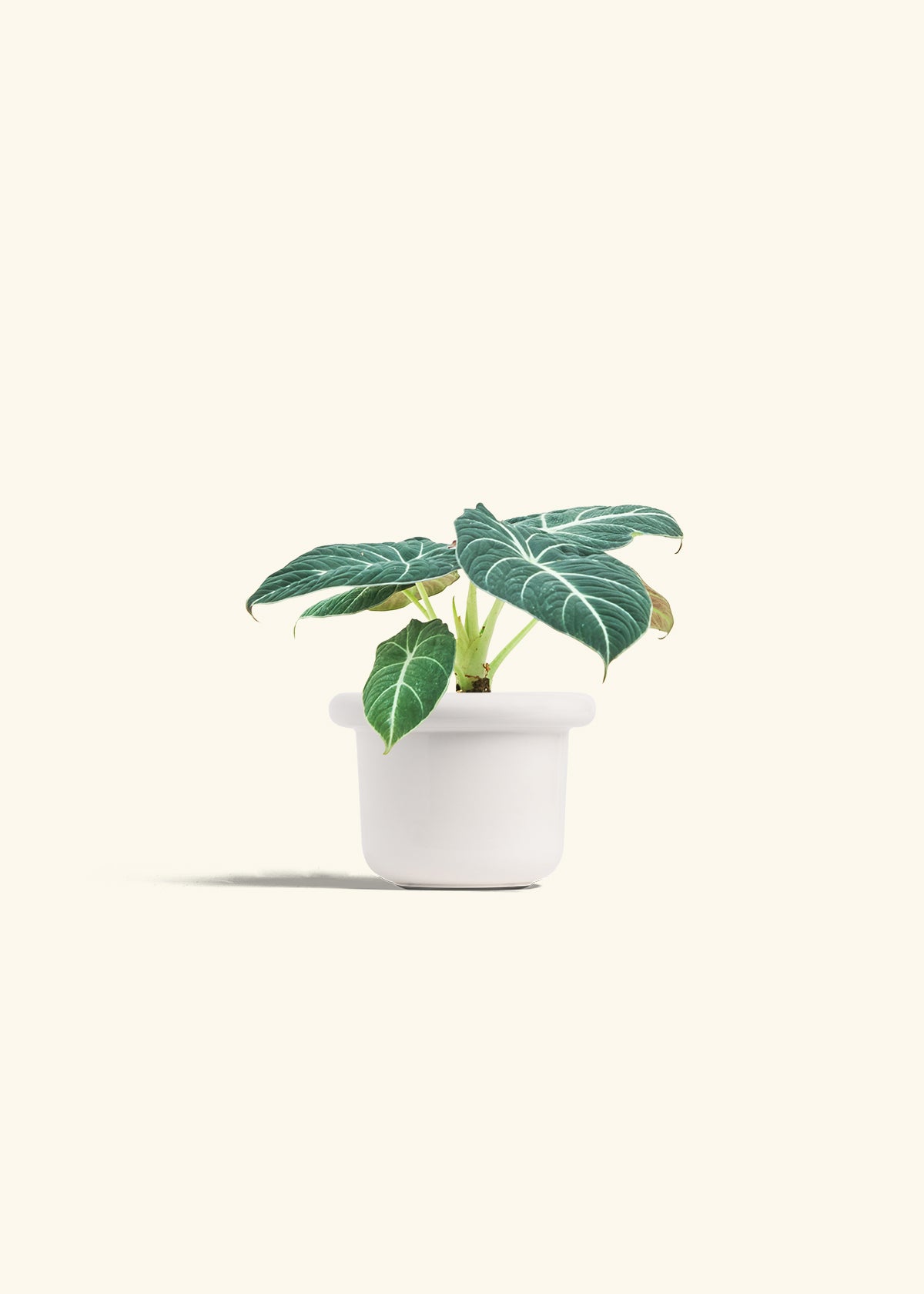 Alocasia Black Velvet in a 4 inches Fat Lip White Planter