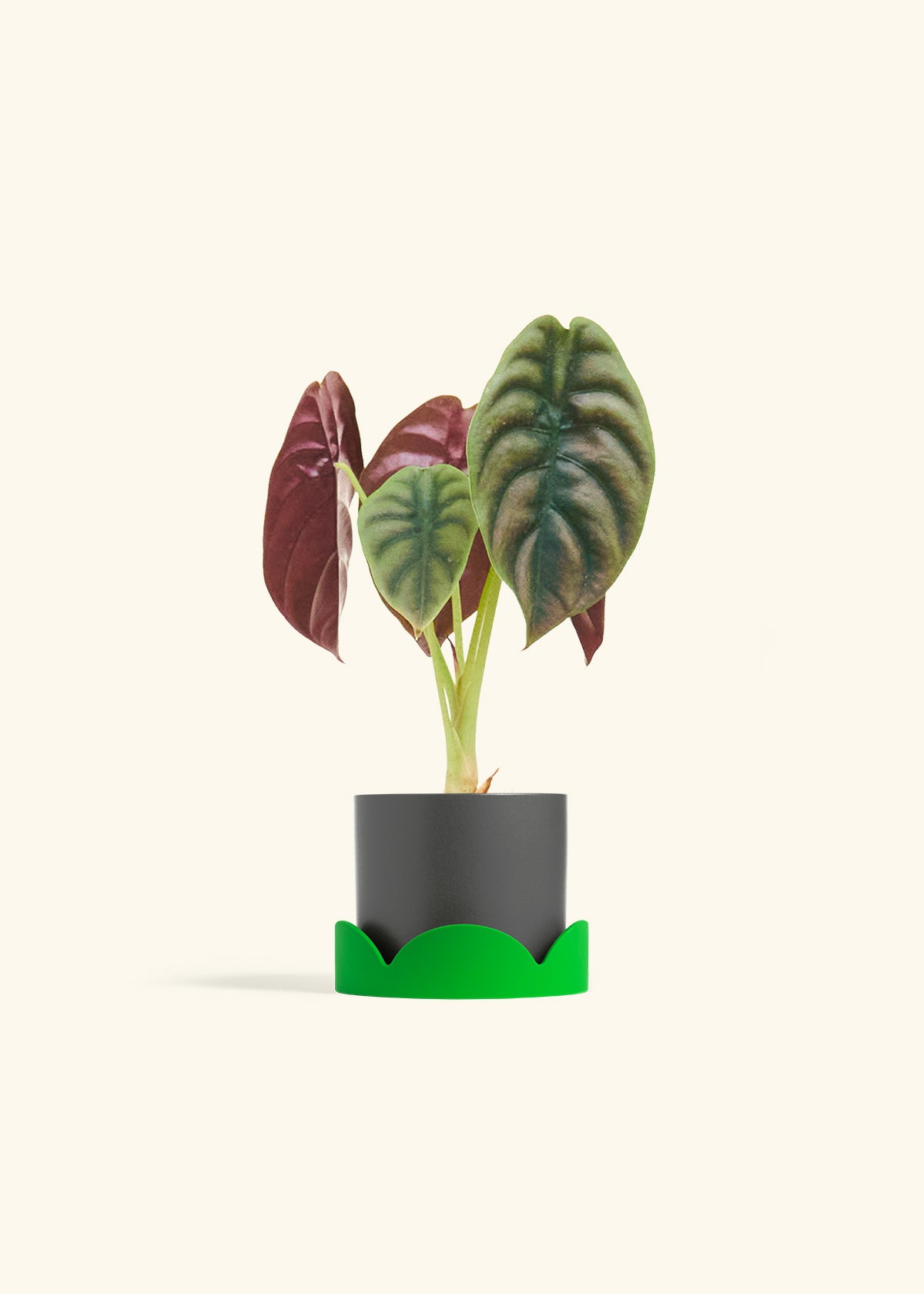 Alocasia Red Secret in a 4 inches Charcoal Classic Cylinder Planter
