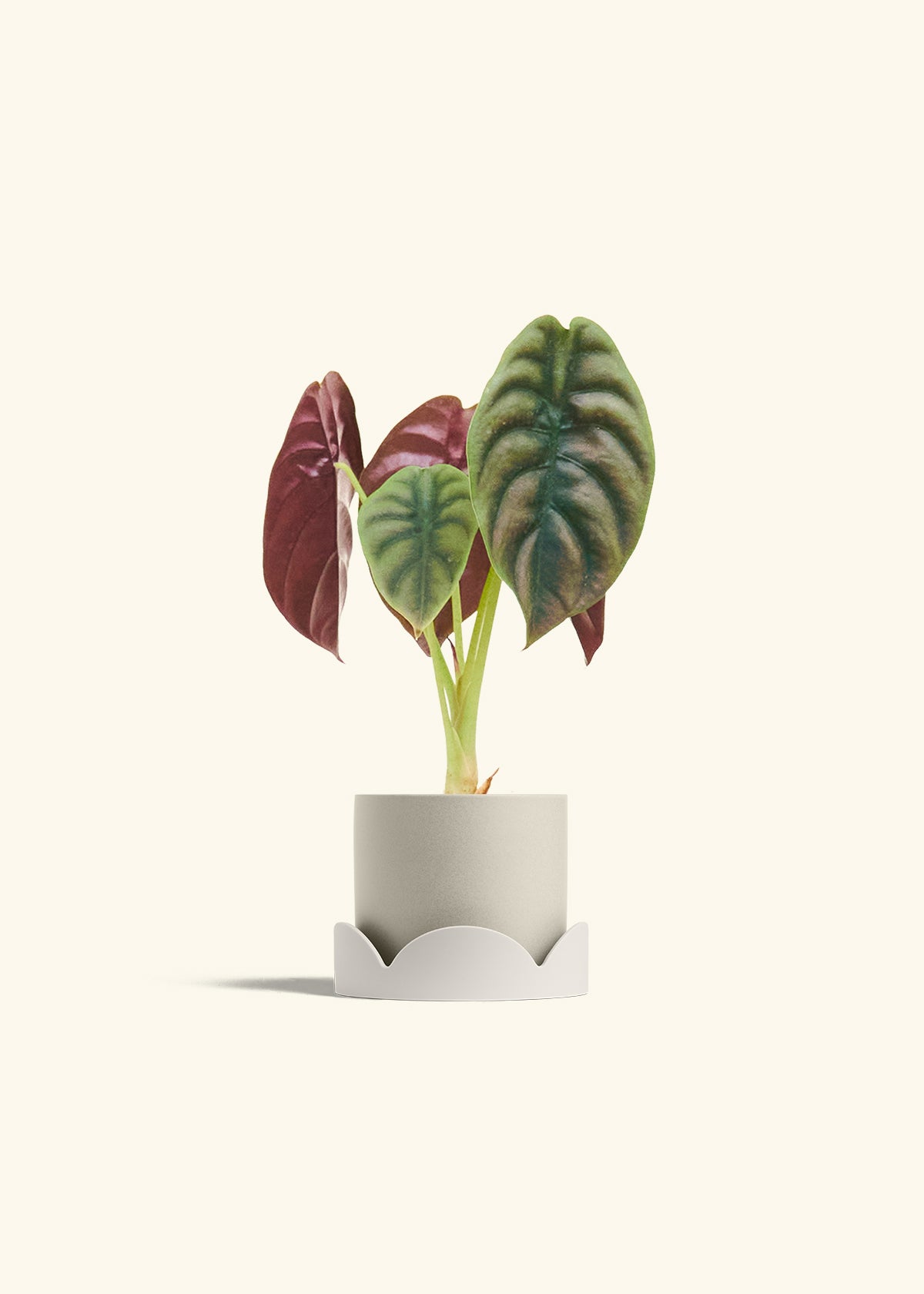 Alocasia Red Secret in a 4 inches Oat Classic Cylinder Planter in a Oat Petal Drip Tray