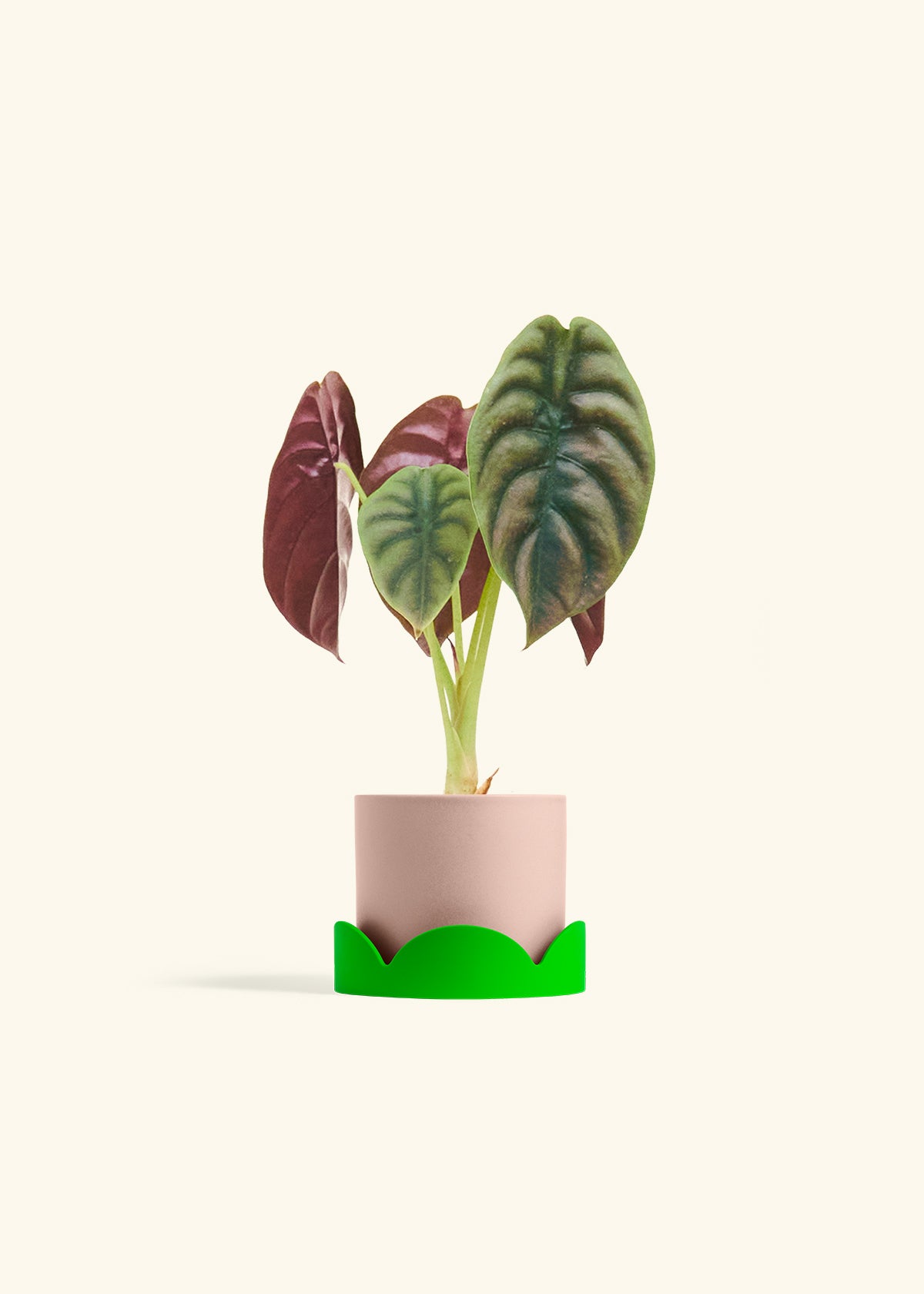 Alocasia Red Secret in a 4 inches Pink Classic Cylinder Planter in a Shamrock Petal Drip Tray