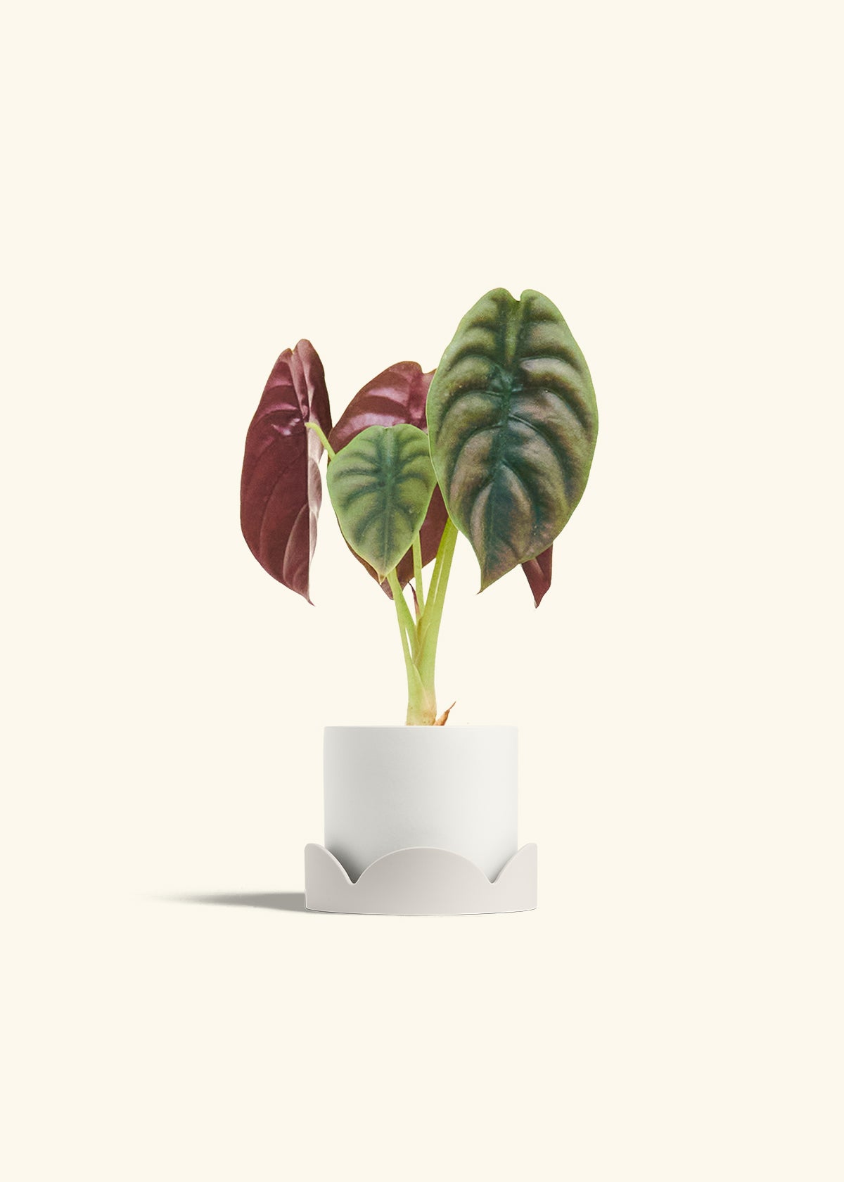 Alocasia Red Secret in a 4 inches White Classic Cylinder Planter in a Oat Petal Drip Tray