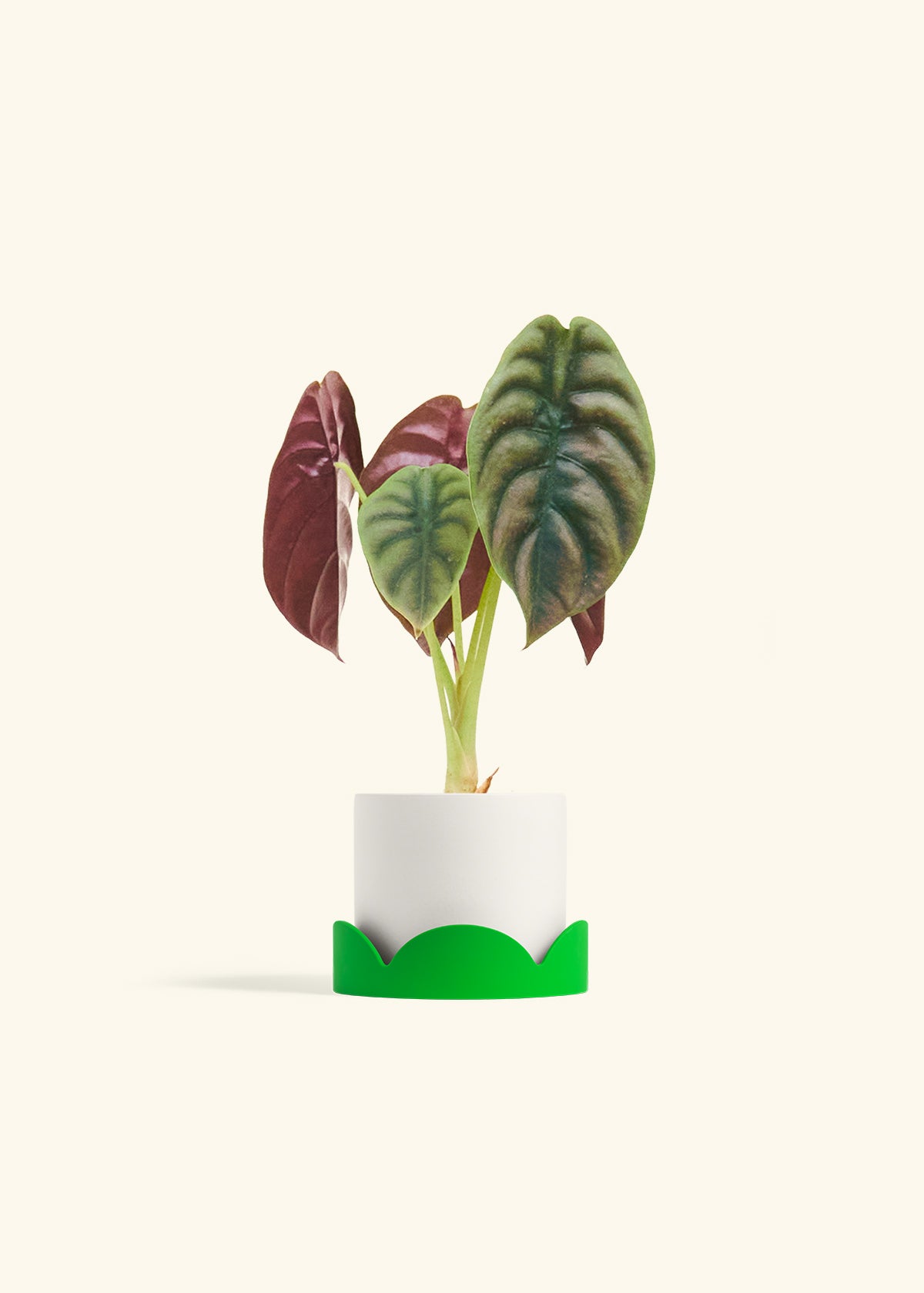 Alocasia Red Secret in a 4 inches White Classic Cylinder Planter in a Shamrock Petal Drip Tray