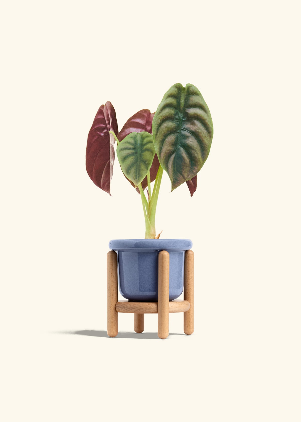 Alocasia Red Secret in a 4 inches Fat Lip Blue Planter in a Beech Wood Stand