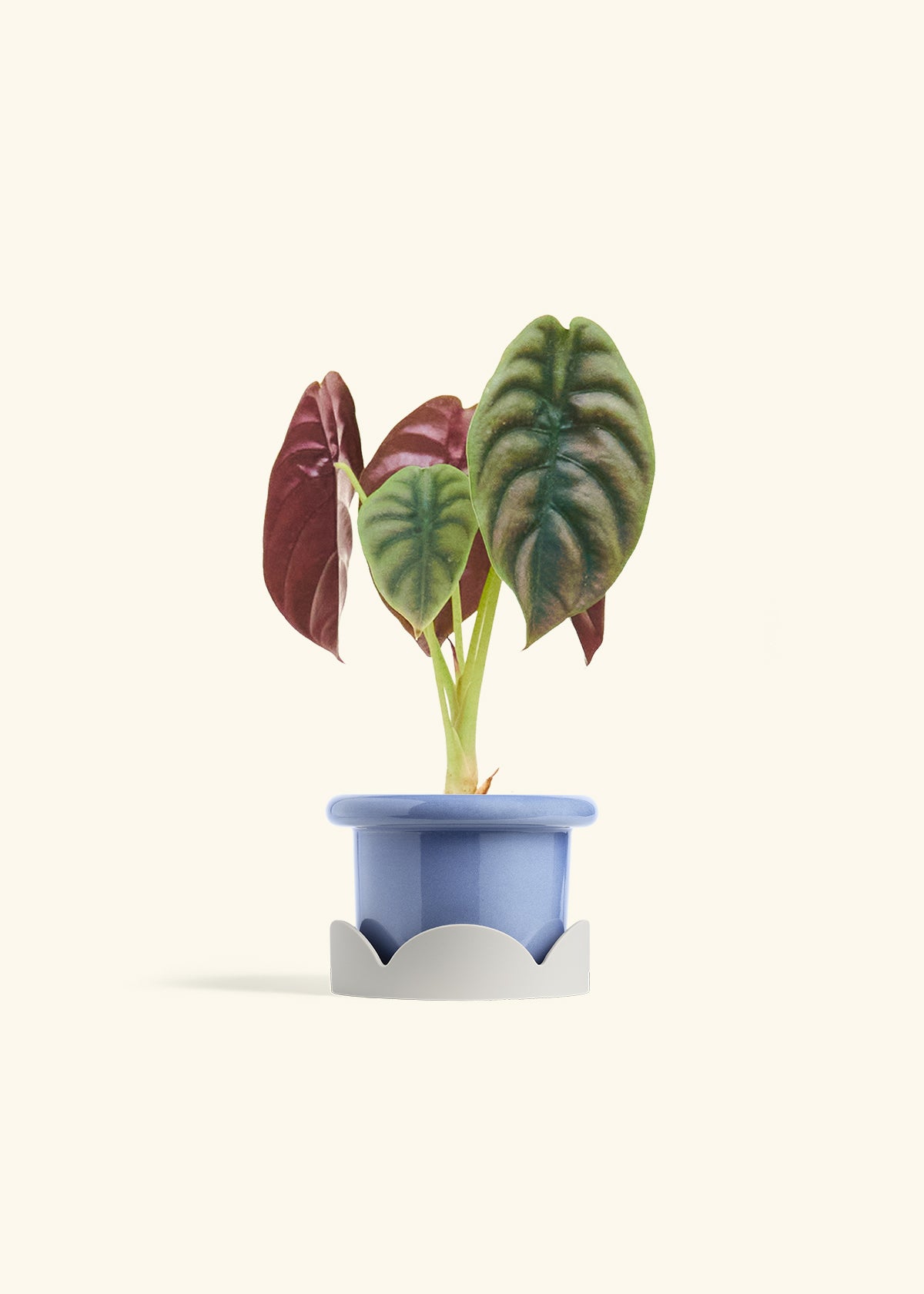 Alocasia Red Secret in a 4 inches Fat Lip Blue Planter in a Oat Petal Drip Tray